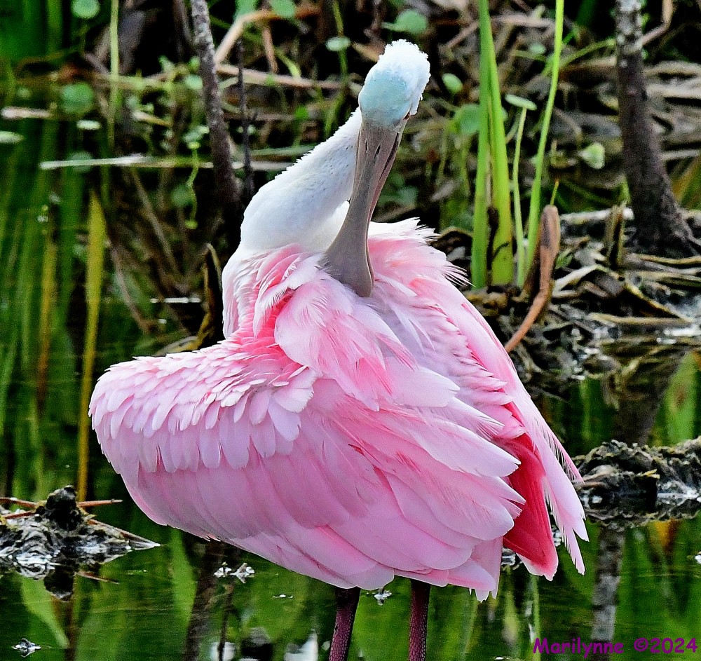 DSC_9970_001.JPG