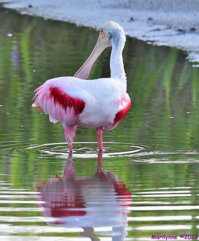 DSC_9971_001.JPG
