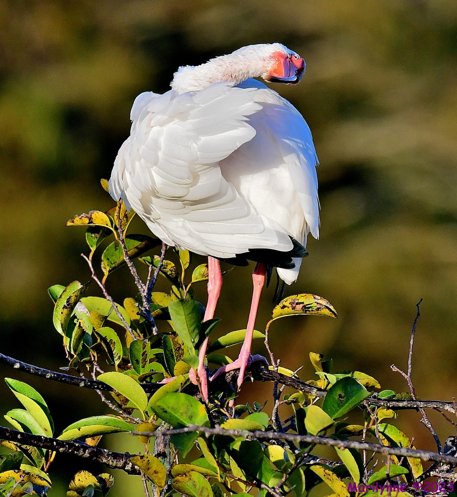 DSC_9971_001.JPG
