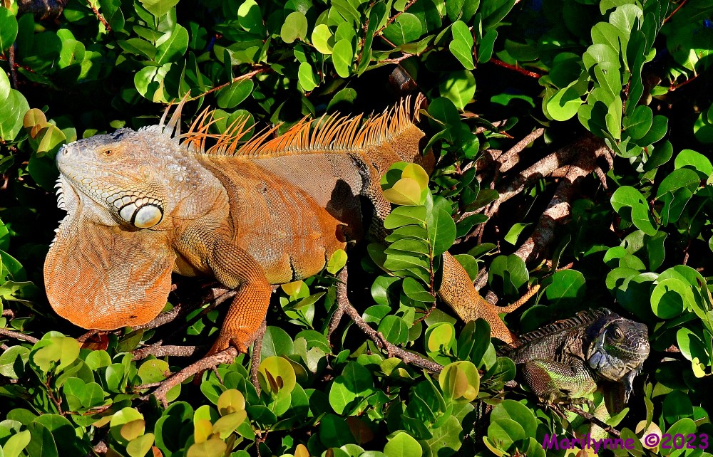 DSC_9972_001.JPG