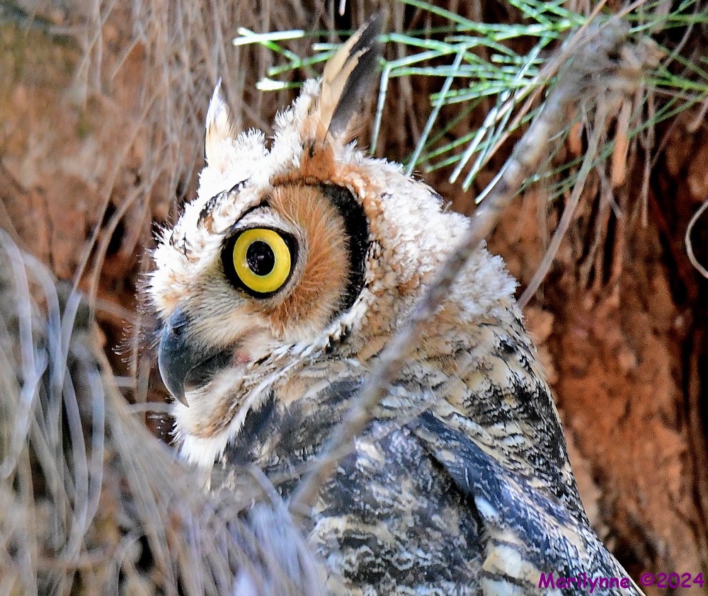 DSC_9973_001.JPG