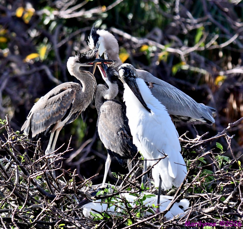DSC_9973_001.JPG