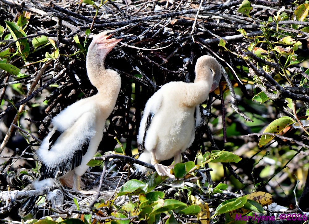 DSC_9973_001.JPG