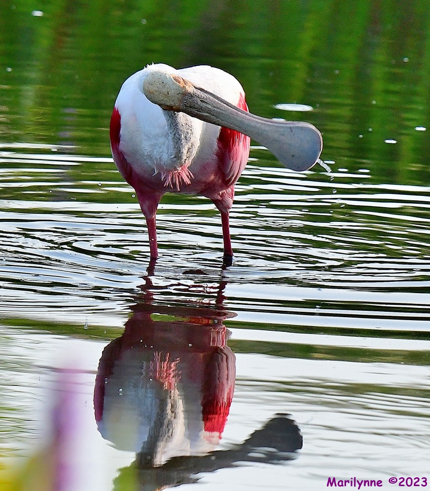 DSC_9974_001.JPG