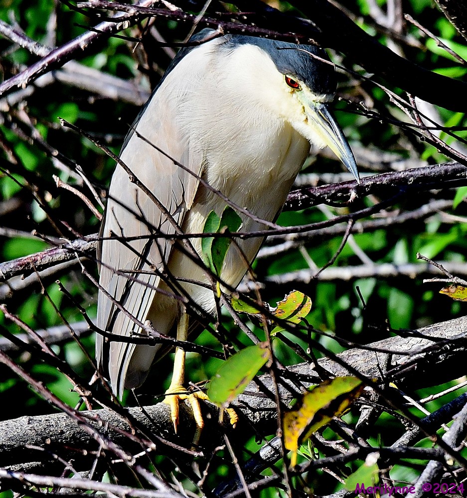 DSC_9974_001.JPG