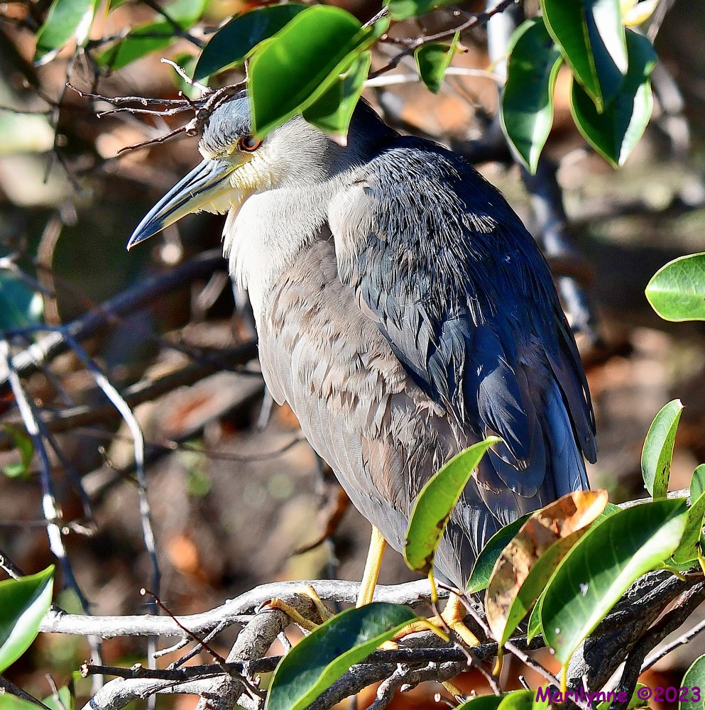 DSC_9975_001.JPG
