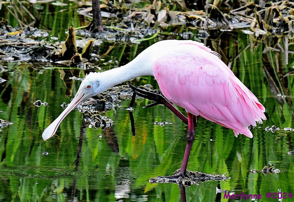 DSC_9975_001.JPG