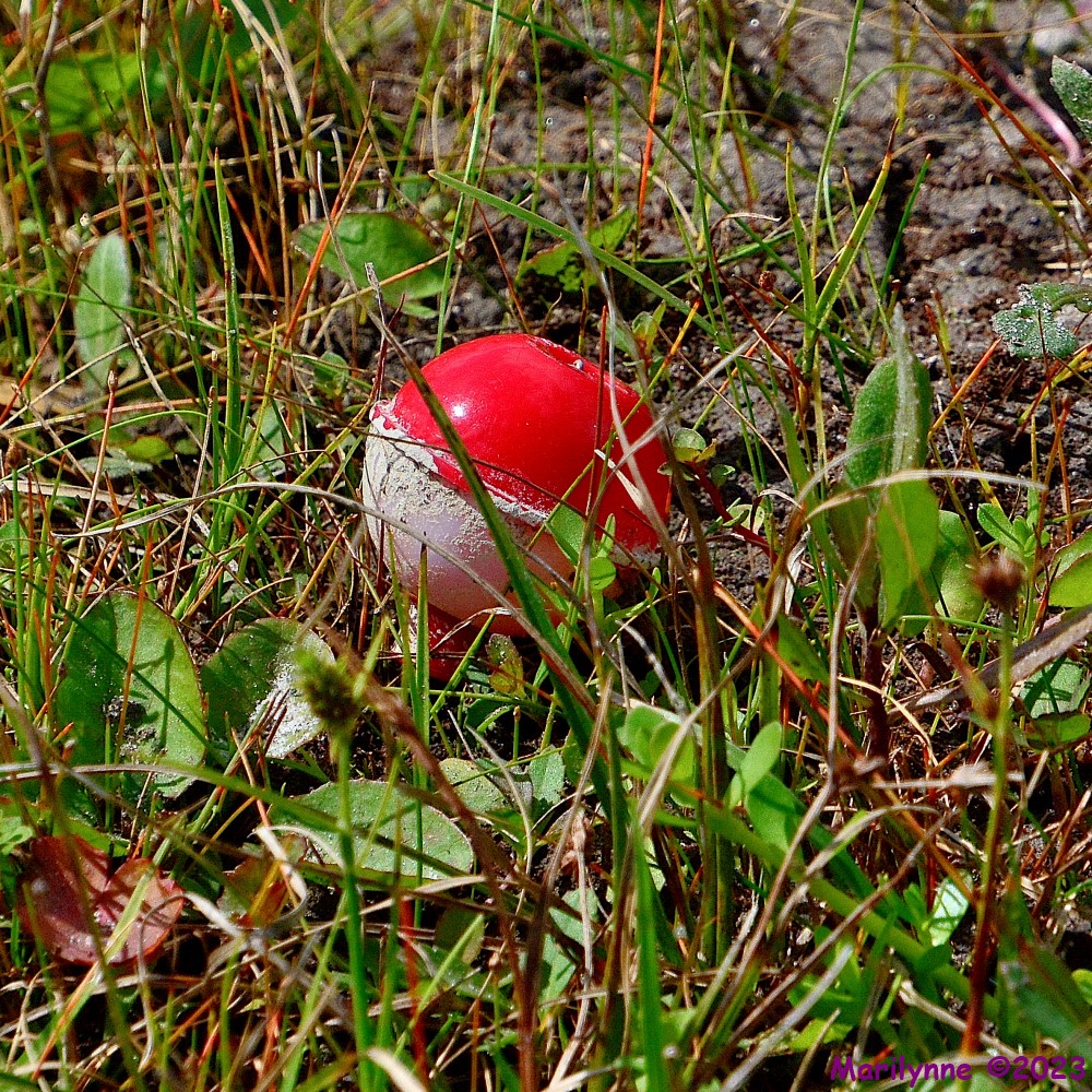 DSC_9976_001.JPG