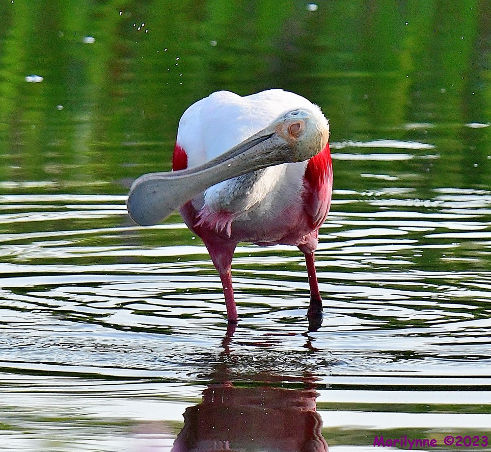 DSC_9976_001.JPG