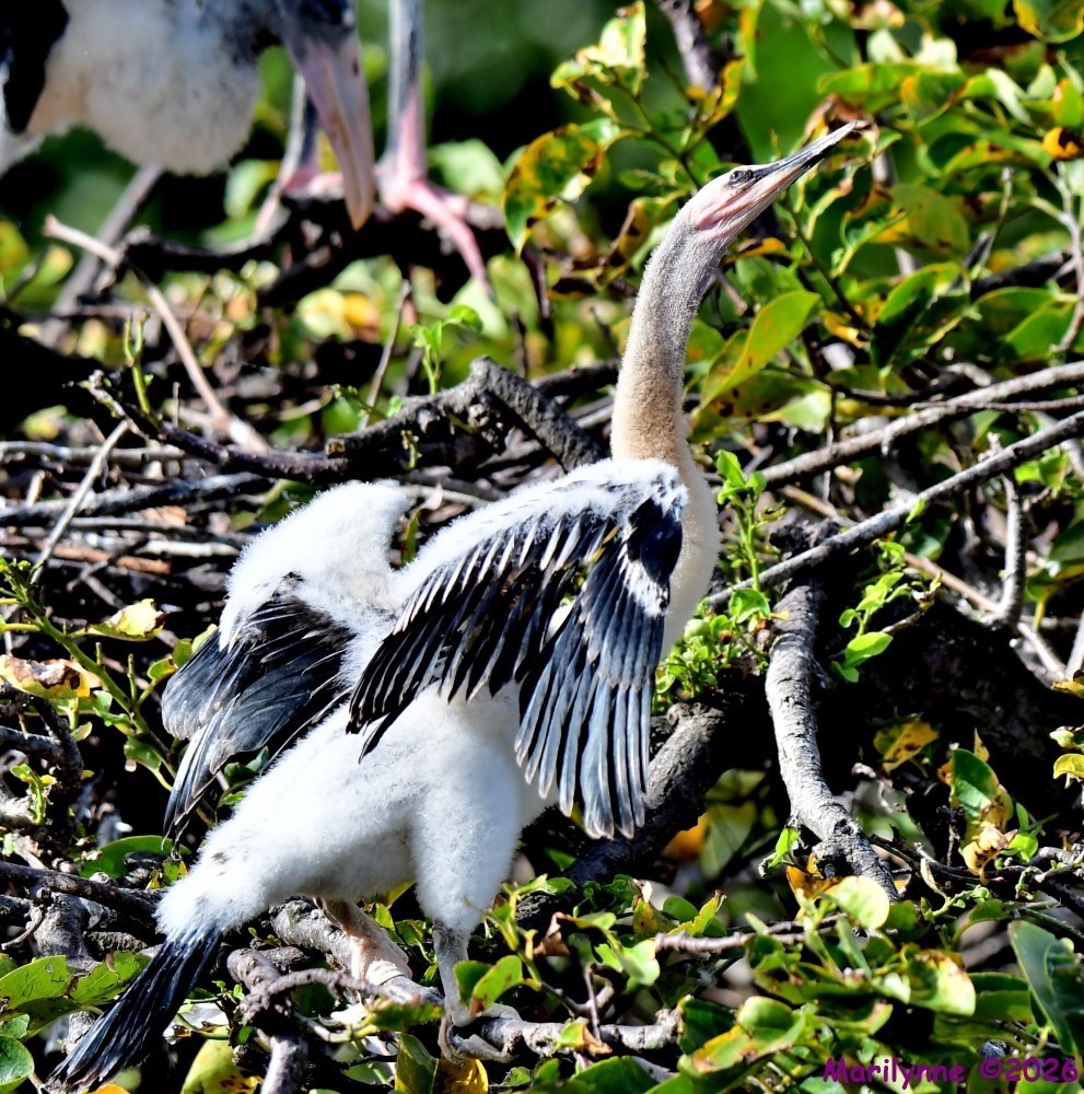 DSC_9977_001.JPG
