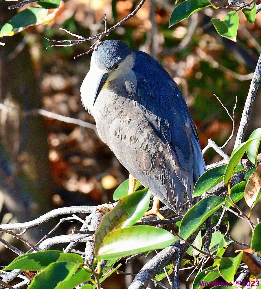 DSC_9978_001.JPG