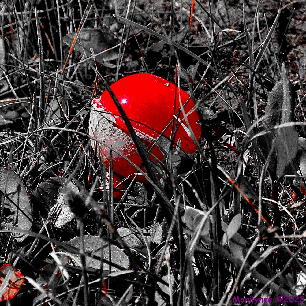 DSC_9978_001.JPG
