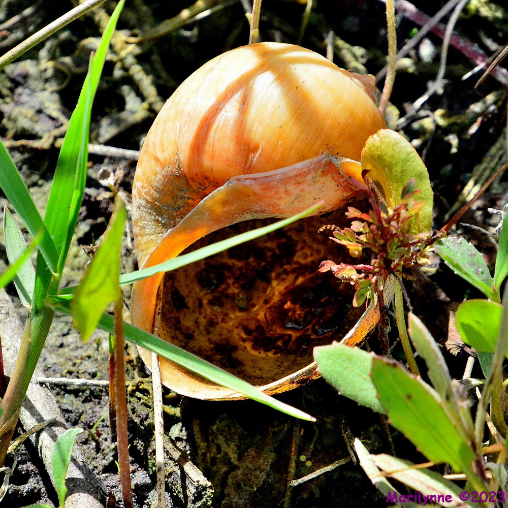 DSC_9981_001.JPG