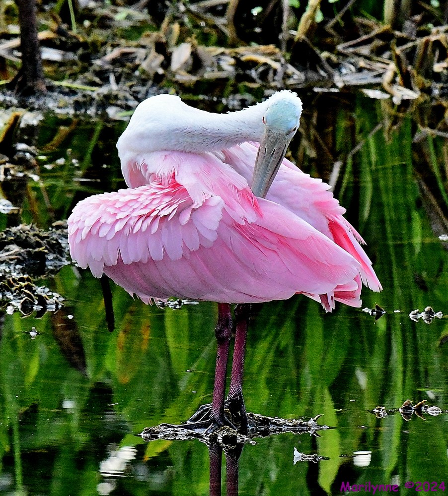 DSC_9982_001.JPG