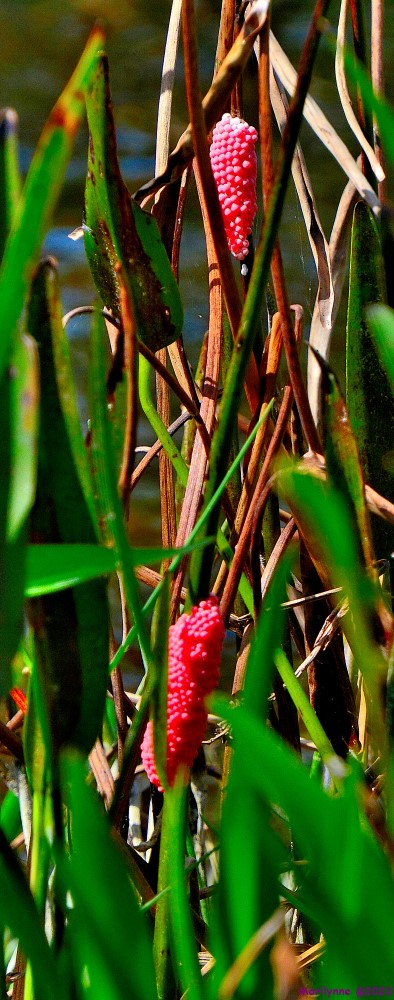 DSC_9983_001.JPG