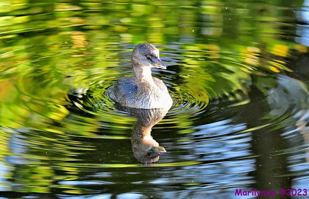 DSC_9984_001.JPG