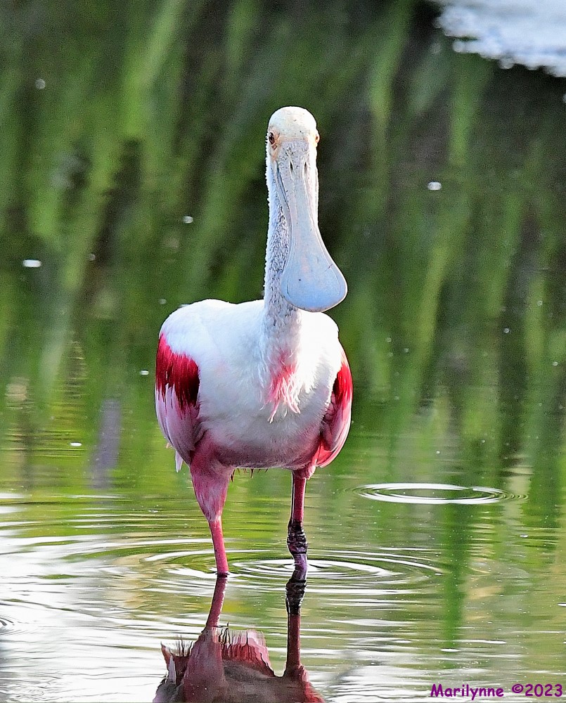DSC_9985_001.JPG