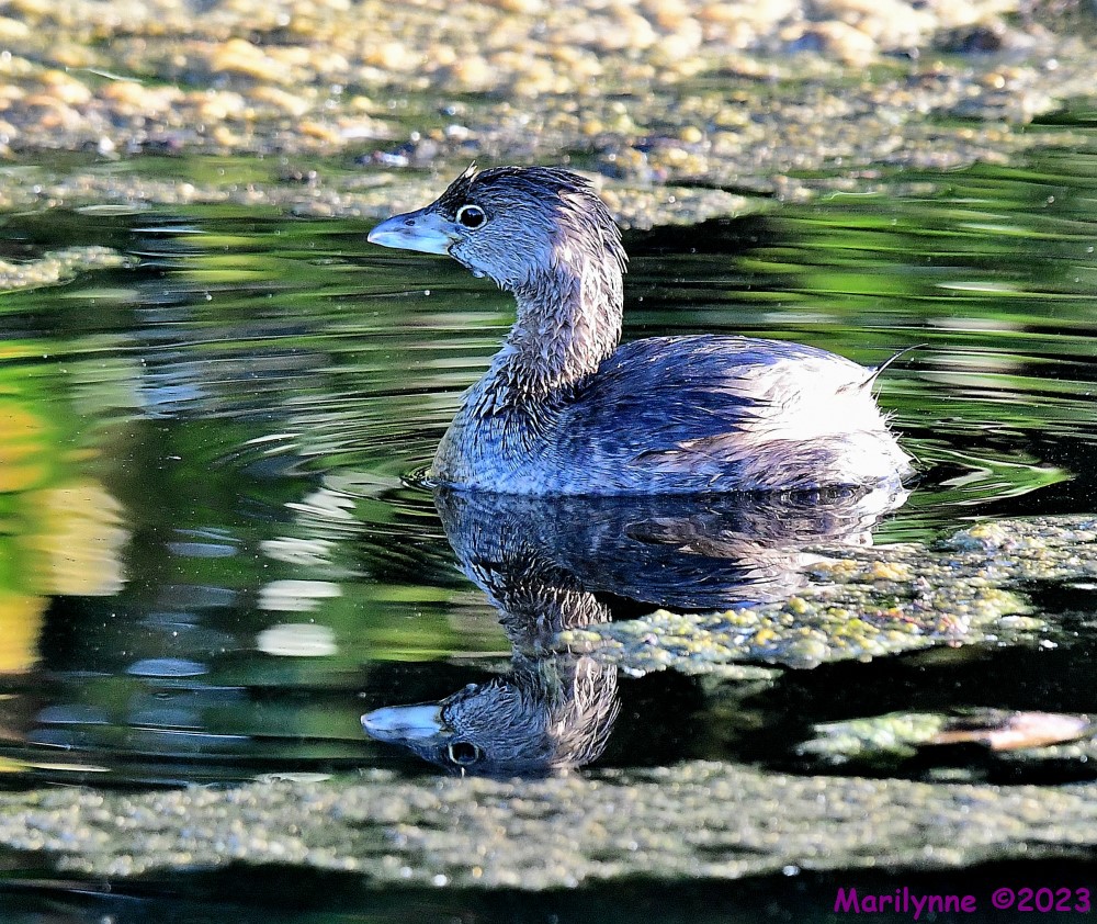 DSC_9988_001.JPG