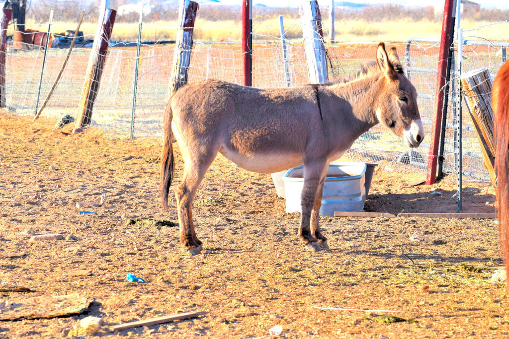 DSC_9989-20200128_058.jpg