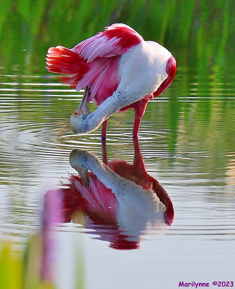 DSC_9991_001.JPG