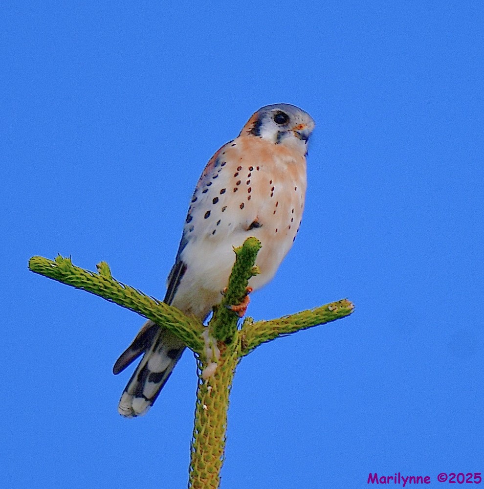 DSC_9992_001.JPG