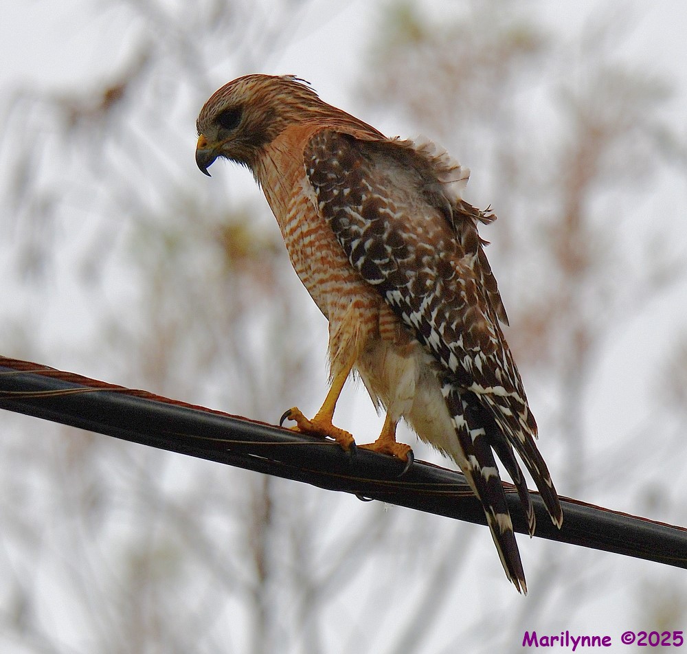 DSC_9994_001.JPG