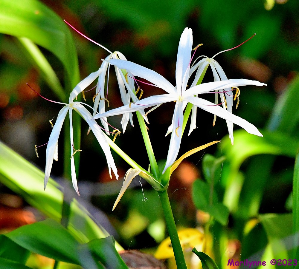 DSC_9995_001.JPG