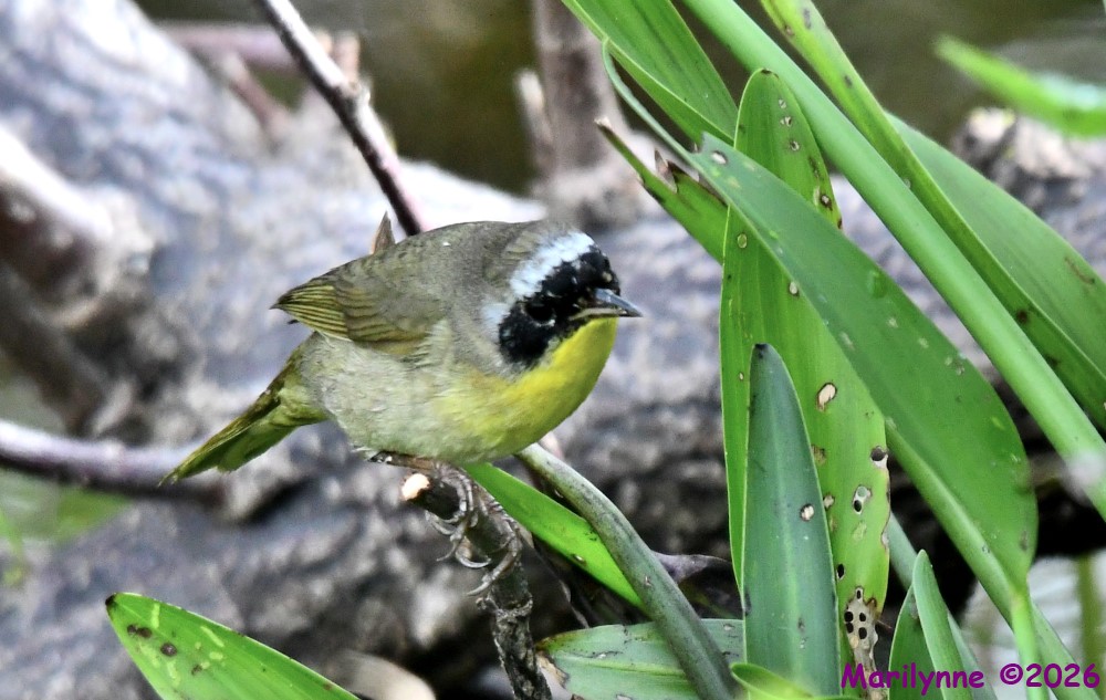 DSC_9995_001.JPG