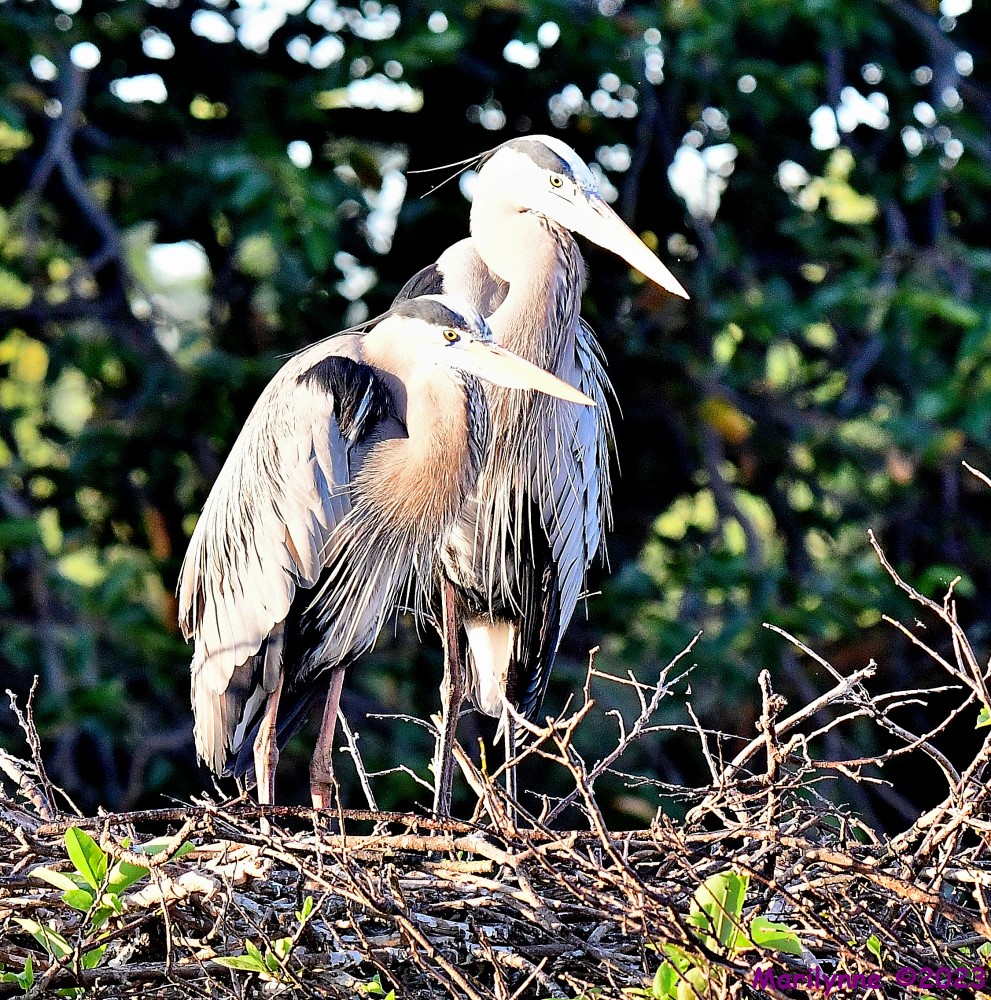 DSC_9996_001.JPG