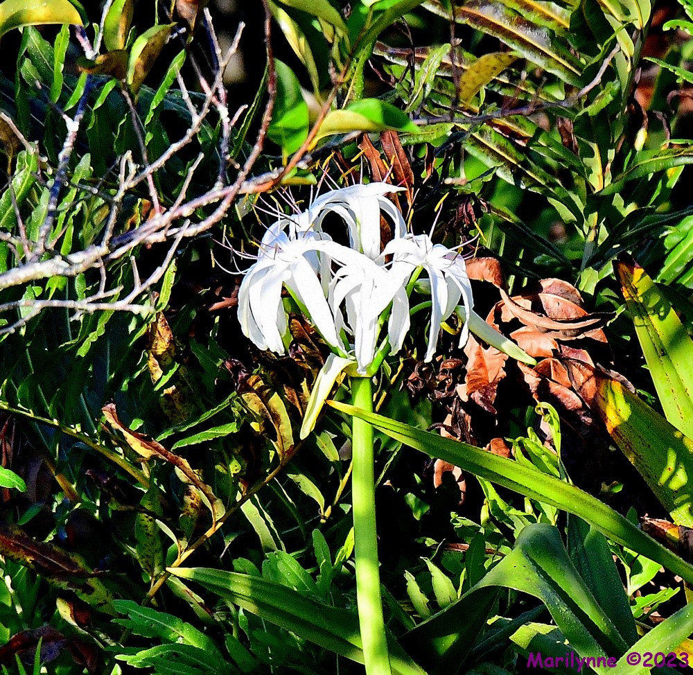 DSC_9997_001.JPG