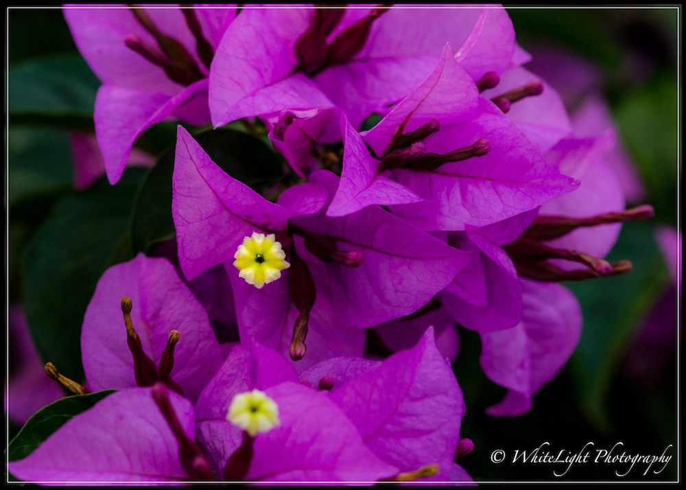 DSC__WLP_0001-10.jpg