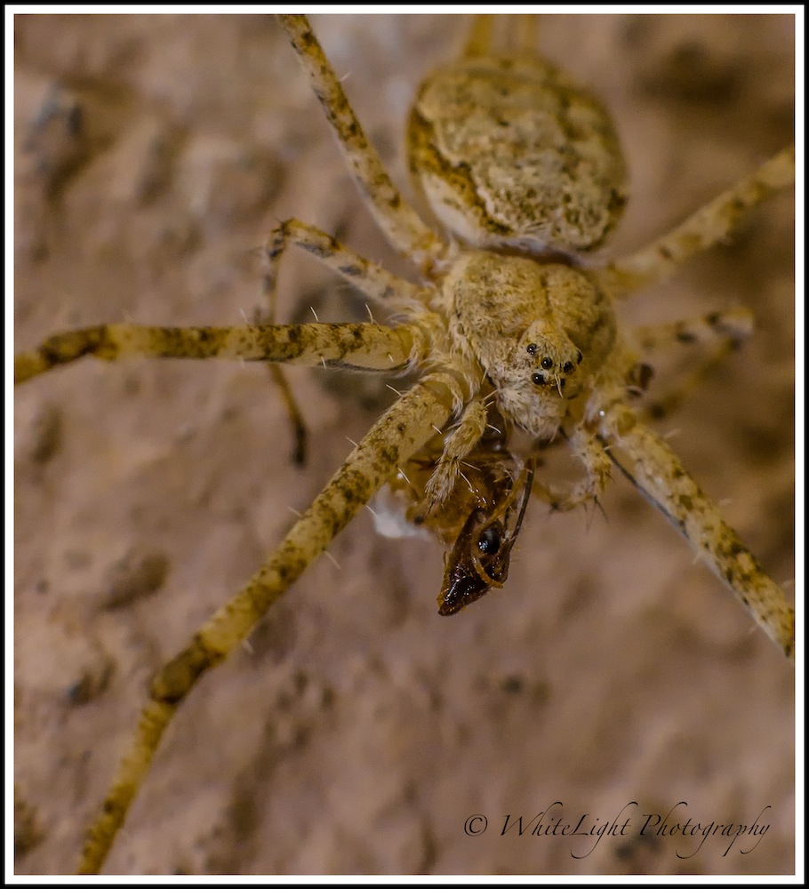 DSC__WLP_0001-101.jpg