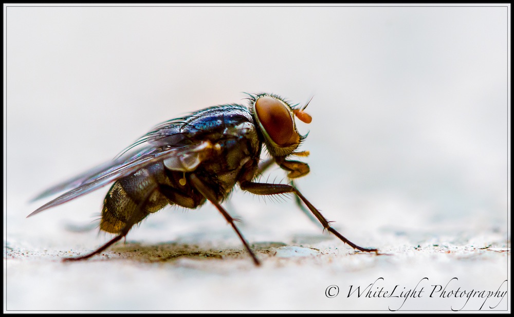 DSC__WLP_0001-103.jpg