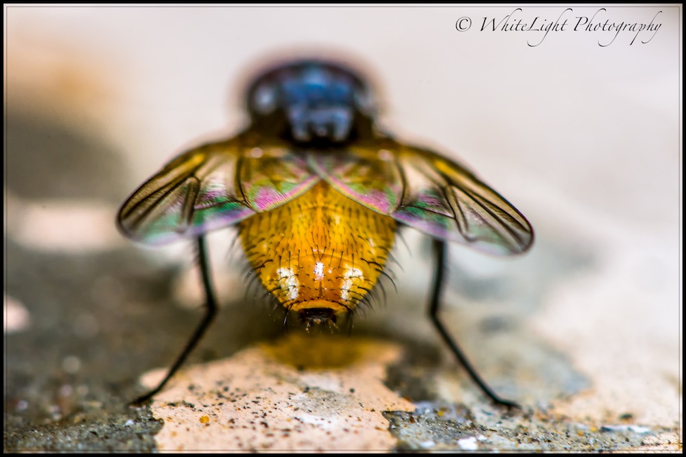 DSC__WLP_0001-114.jpg