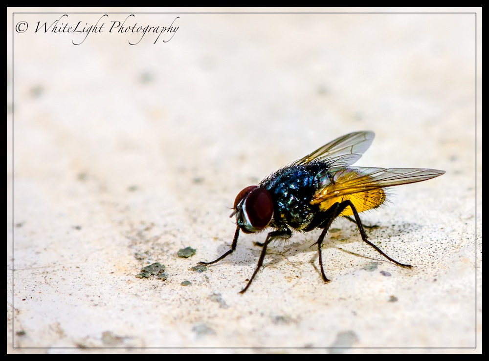DSC__WLP_0001-116.jpg