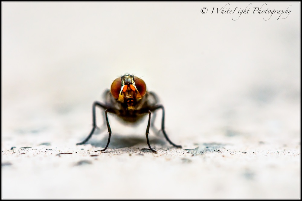 DSC__WLP_0001-117.jpg