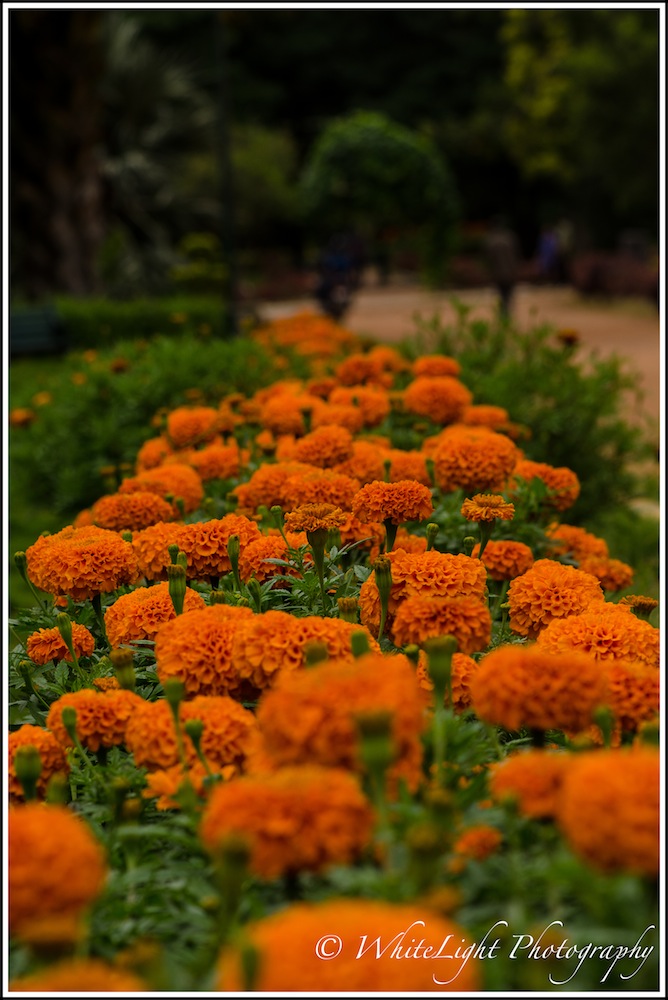 DSC__WLP_0001-121.jpg