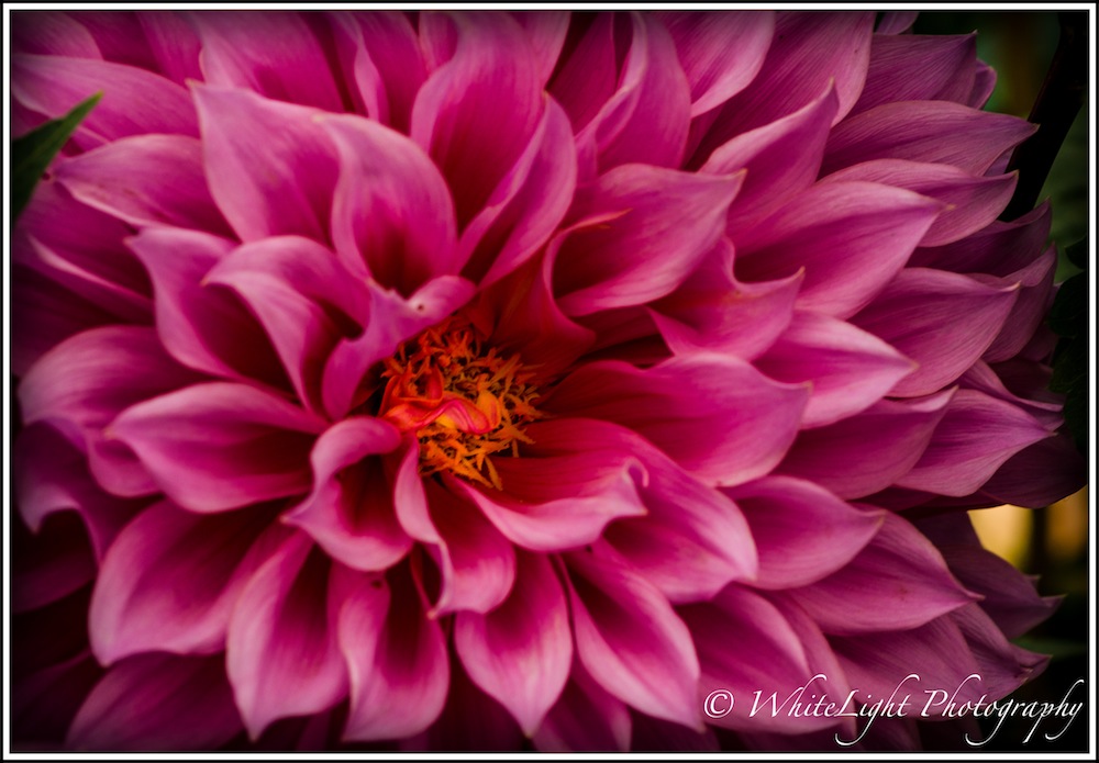 DSC__WLP_0001-123.jpg
