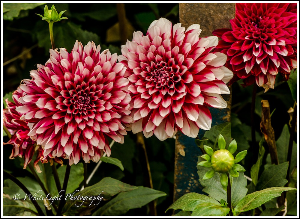 DSC__WLP_0001-128.jpg