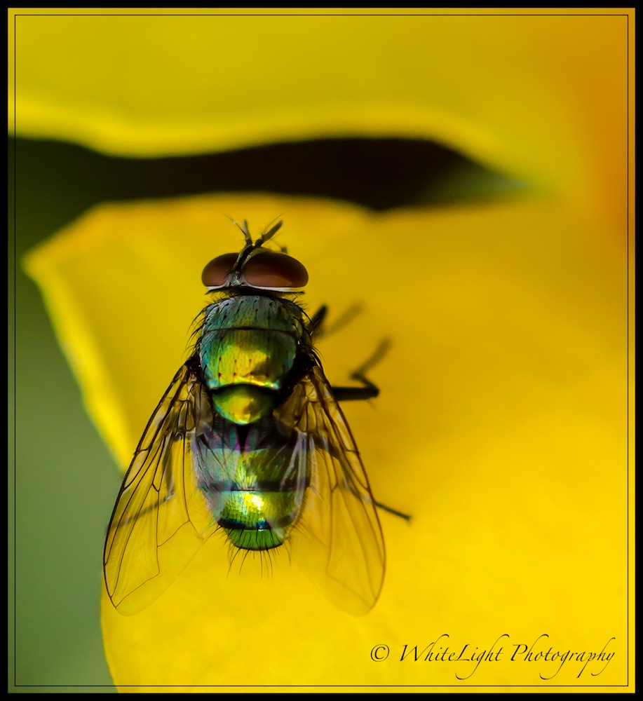 DSC__WLP_0001-14.jpg