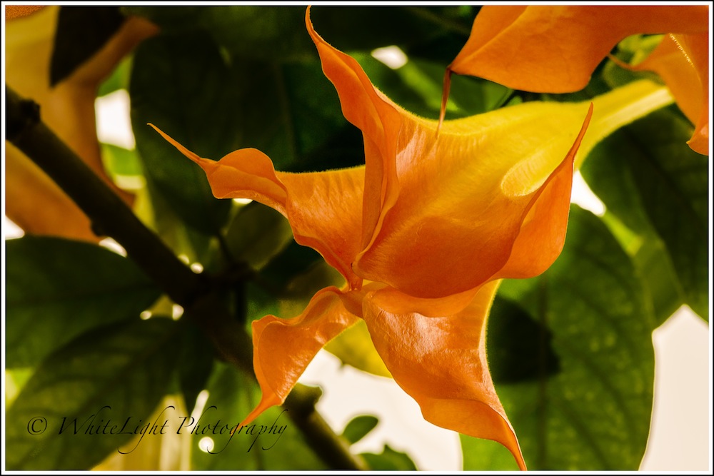DSC__WLP_0001-156.jpg