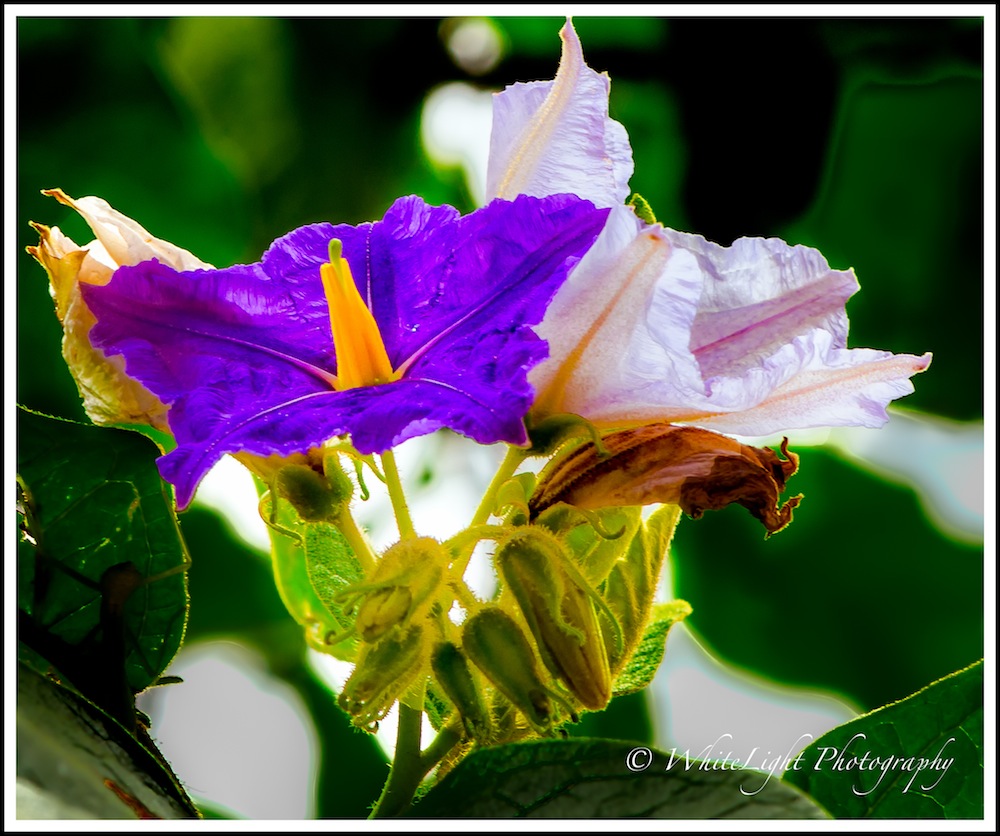 DSC__WLP_0001-157.jpg