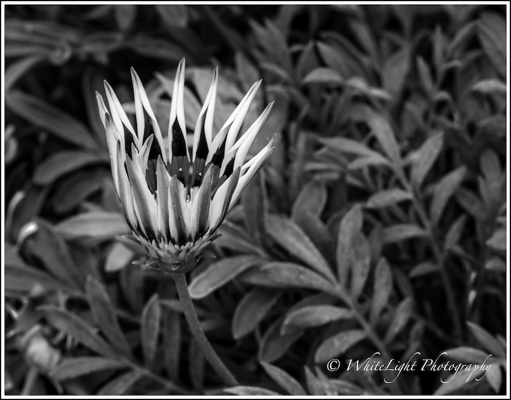 DSC__WLP_0001-159.jpg