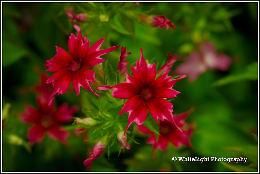 DSC__WLP_0001-165.jpg