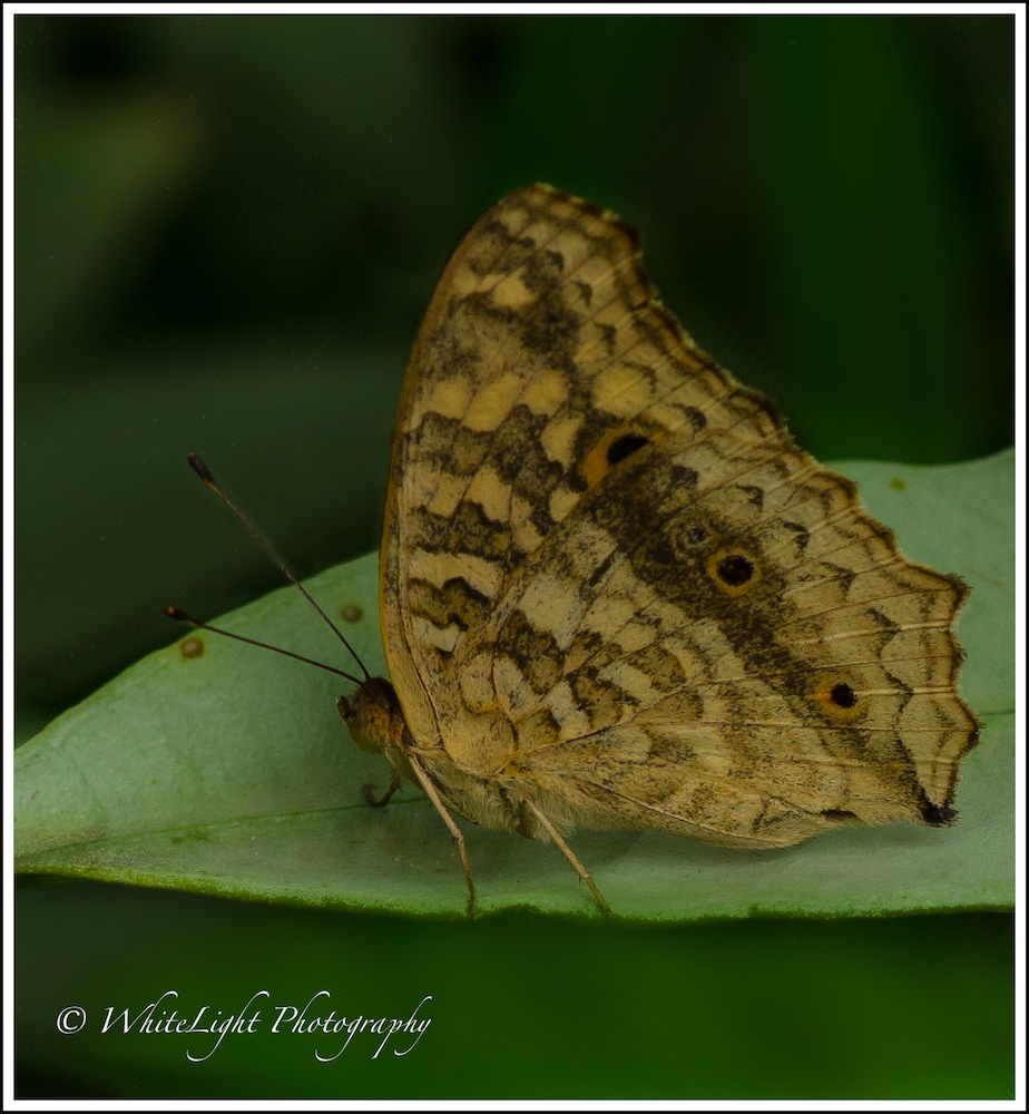 DSC__WLP_0001-36.jpg