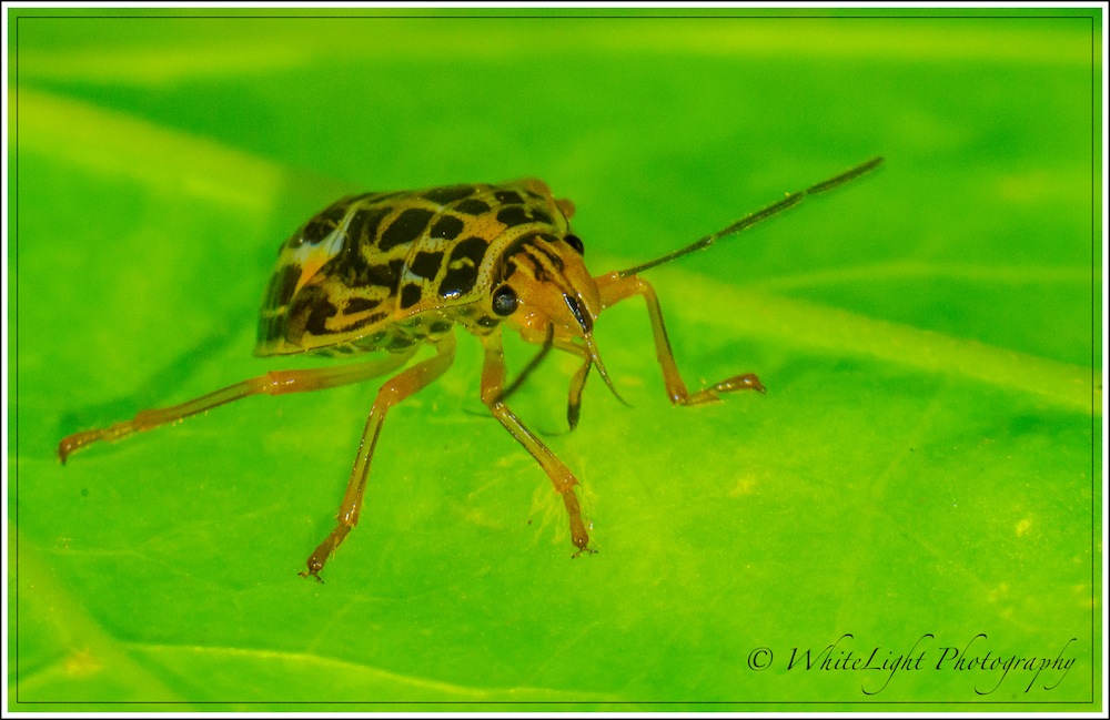 DSC__WLP_0001-37.jpg