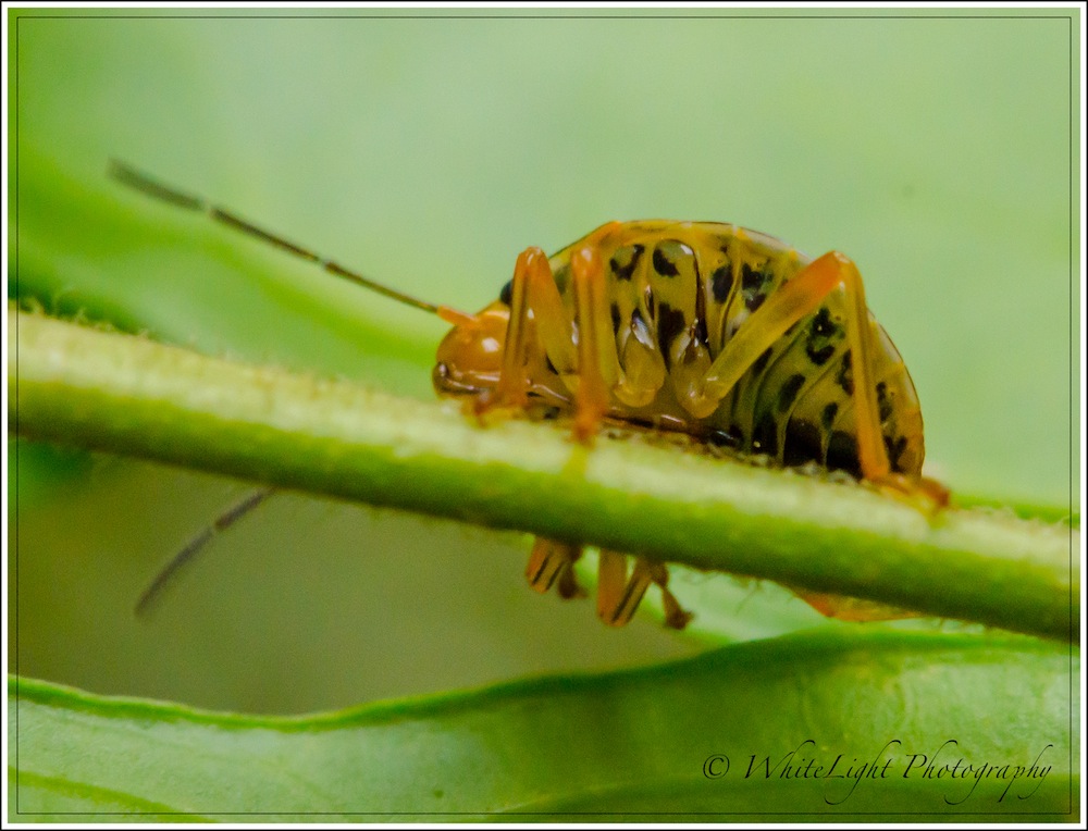 DSC__WLP_0001-38.jpg