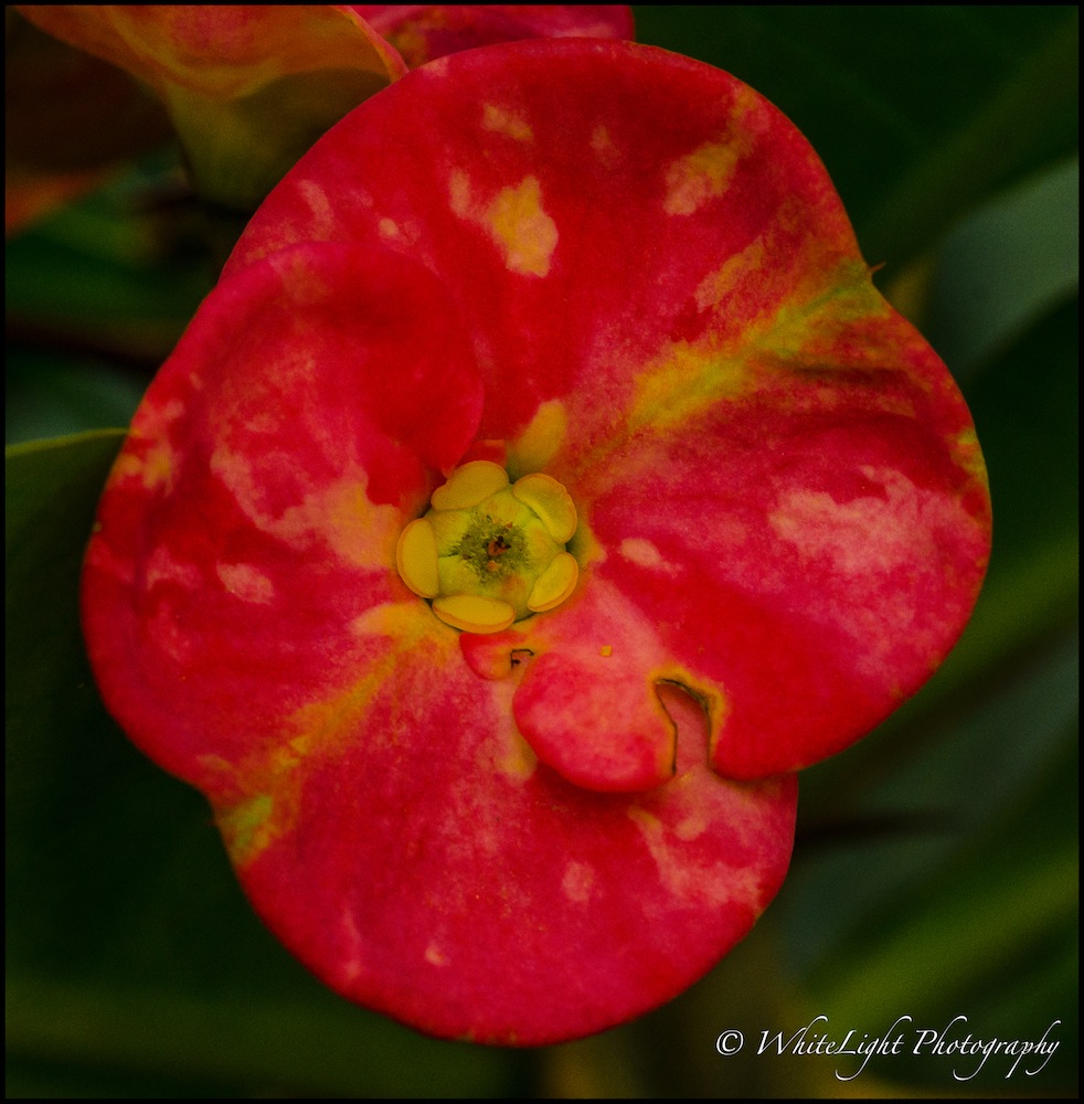 DSC__WLP_0001-43.jpg