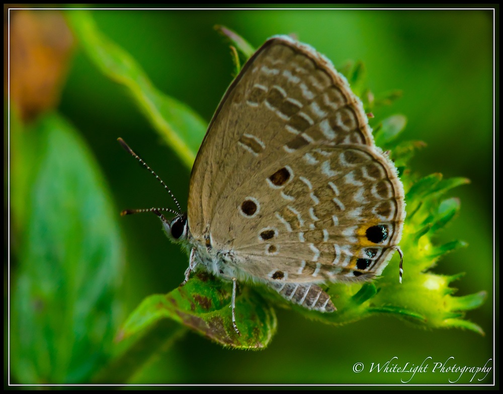 DSC__WLP_0001-46.jpg