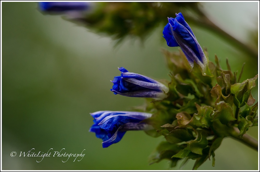 DSC__WLP_0001-5.jpg